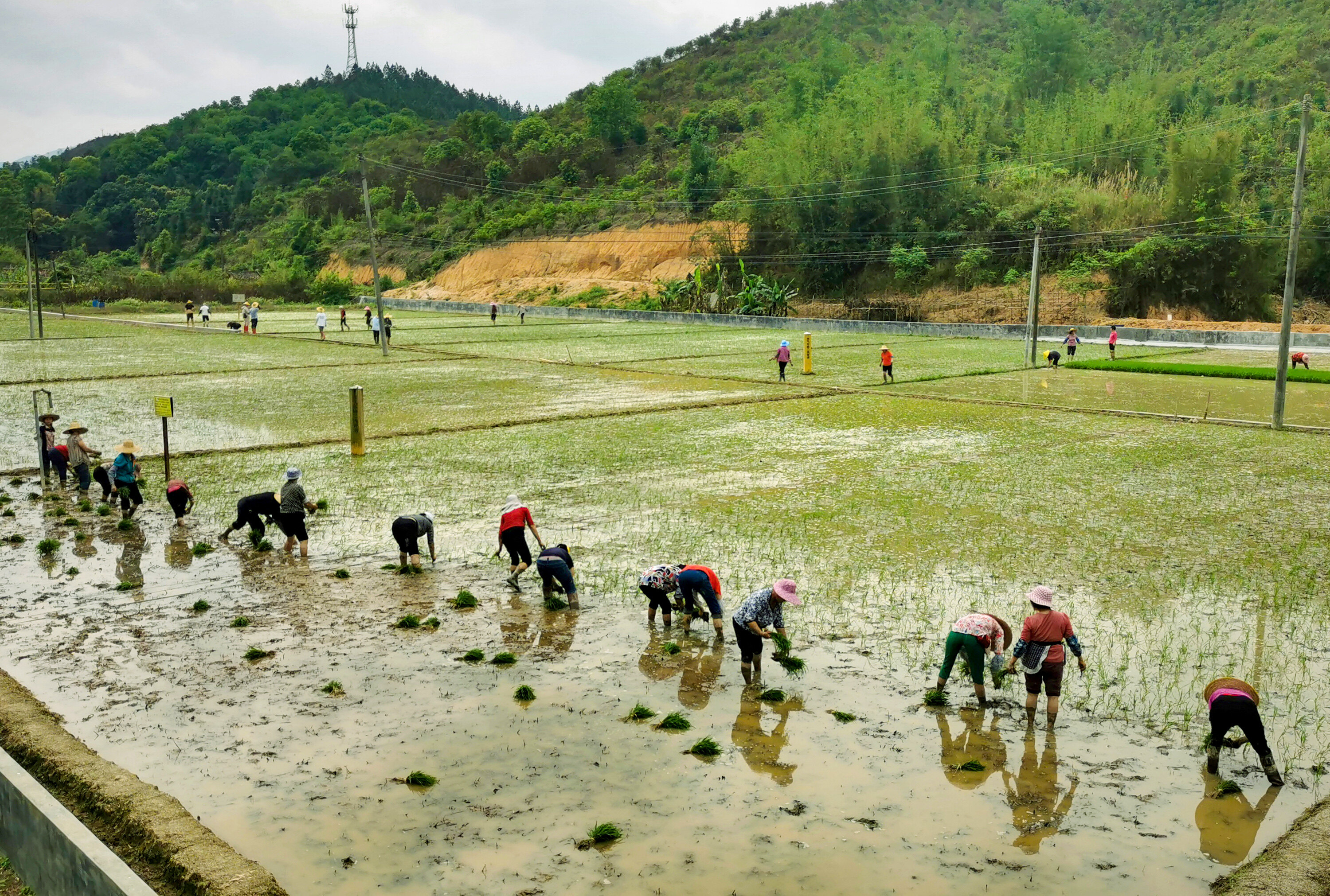 4月2日,佛冈县省道252线一块农田里,一群农民在插秧.
