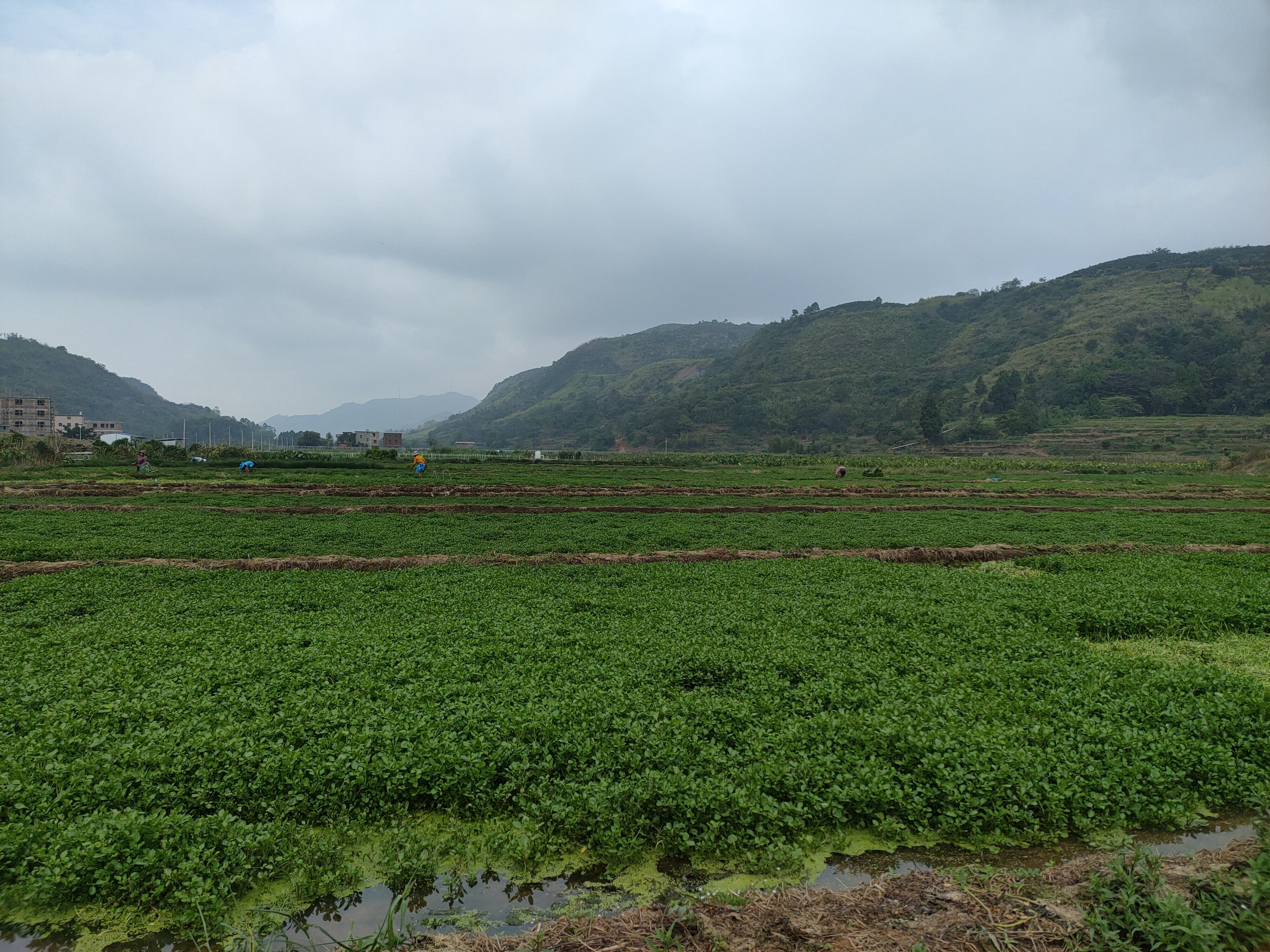 陈秀明基地里的西洋菜