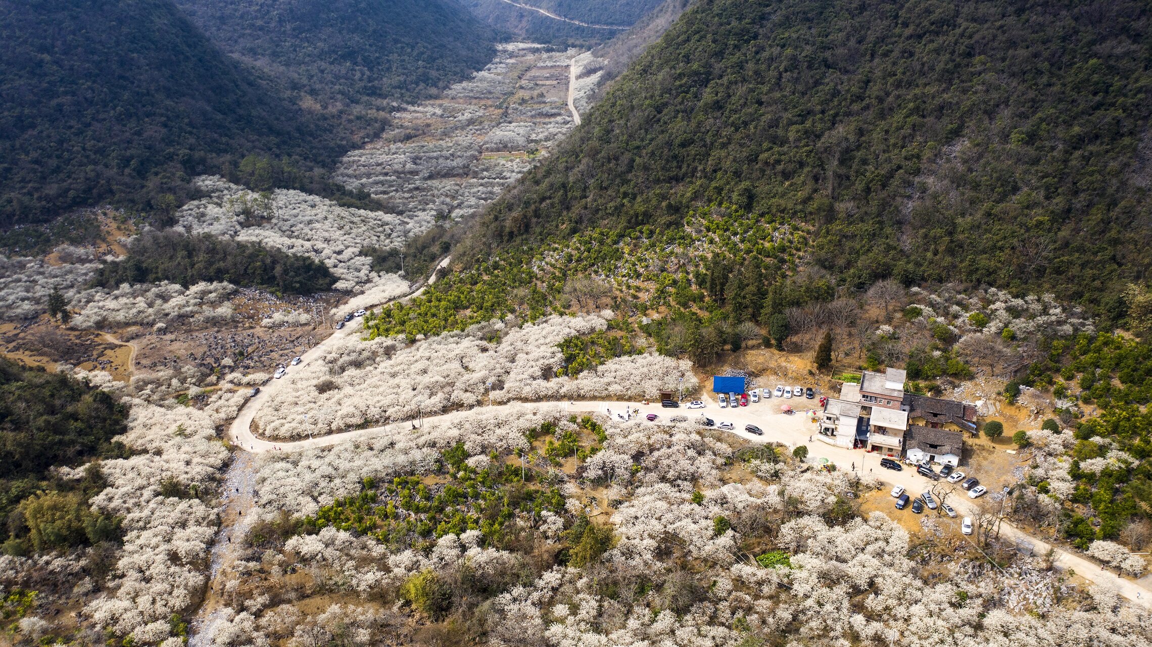 阳山杨梅镇旅游图片