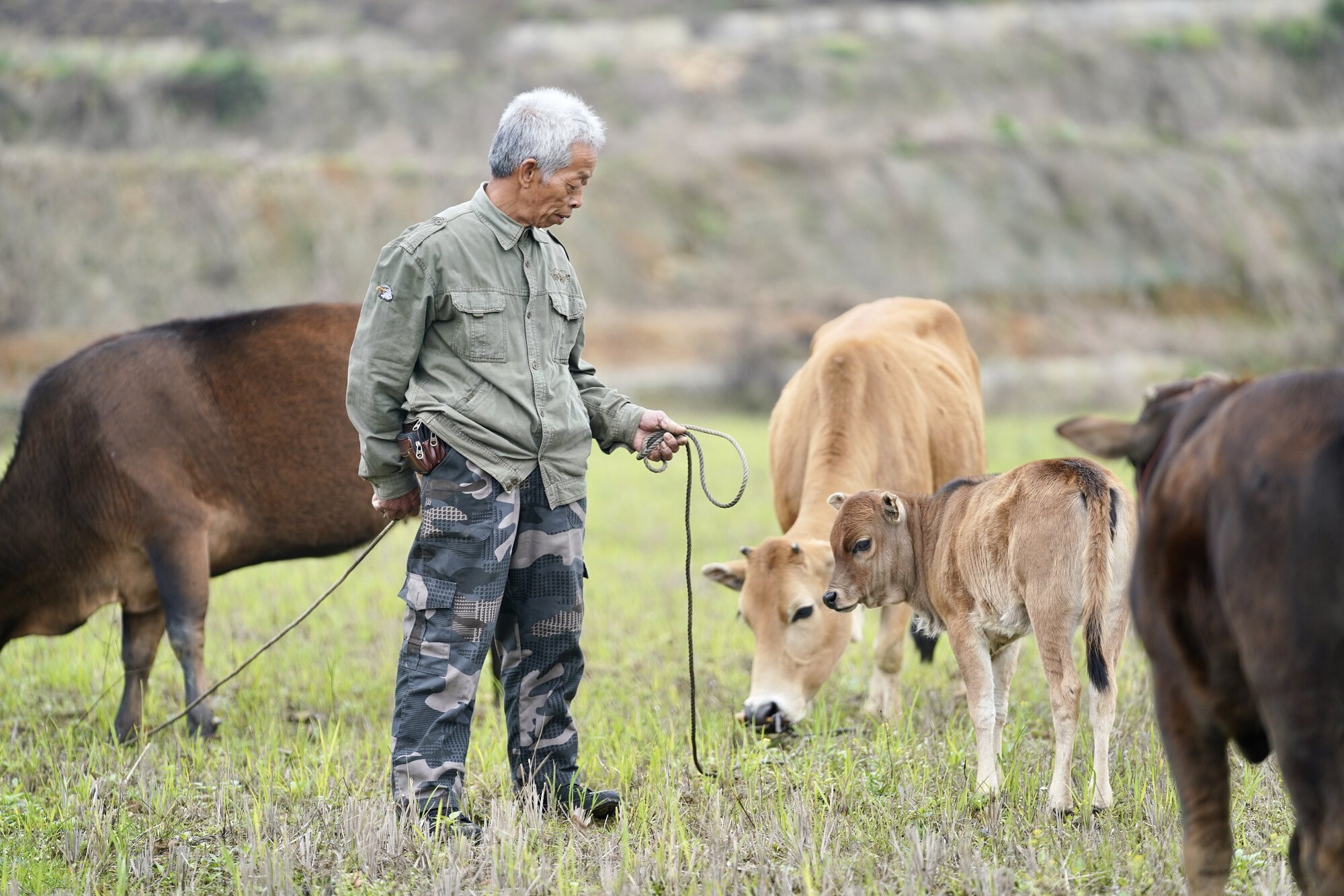 在英德九龙镇金鸡村的一片田地里,五头黄牛在低垂着脑袋吃草,放牛人