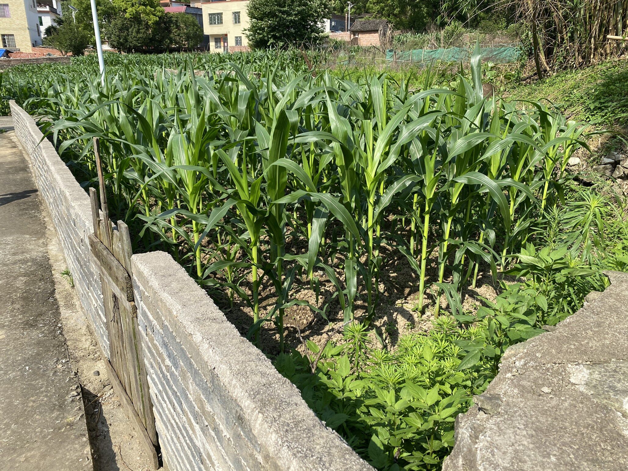 村民家屋外的小菜園.