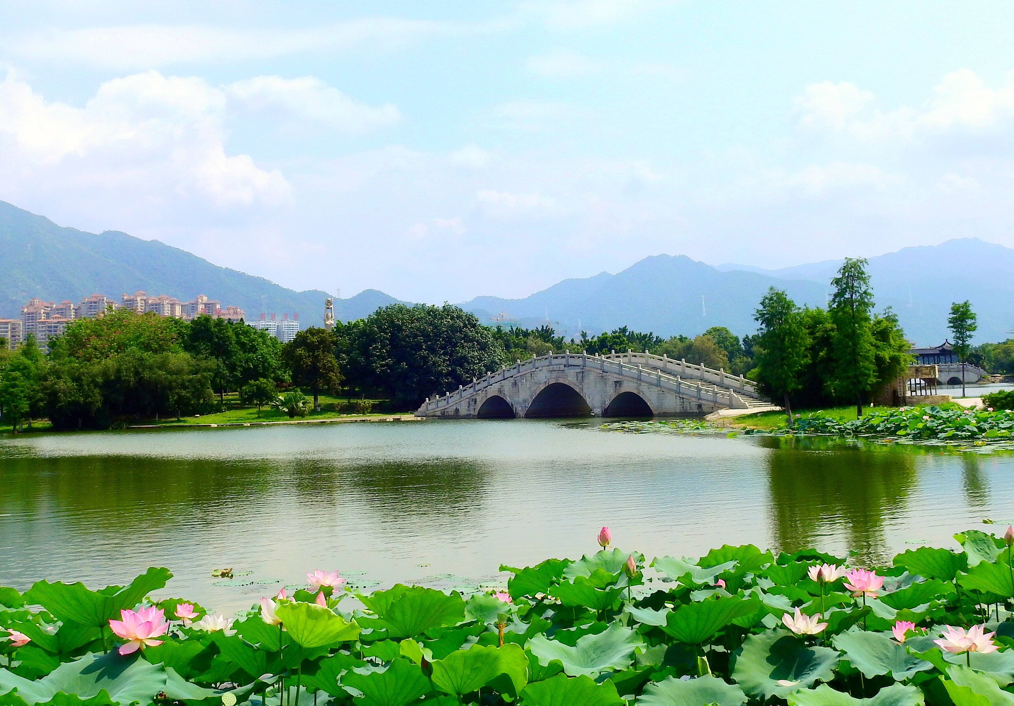 5月22日,清遠市區飛來湖畔荷花盛開.