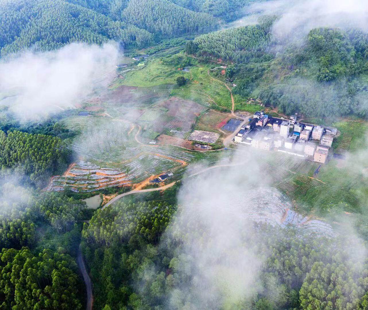 8月5日,英德市黃花鎮塘口村雲霧繚繞. 清遠日報簽約攝影師 陳志強攝