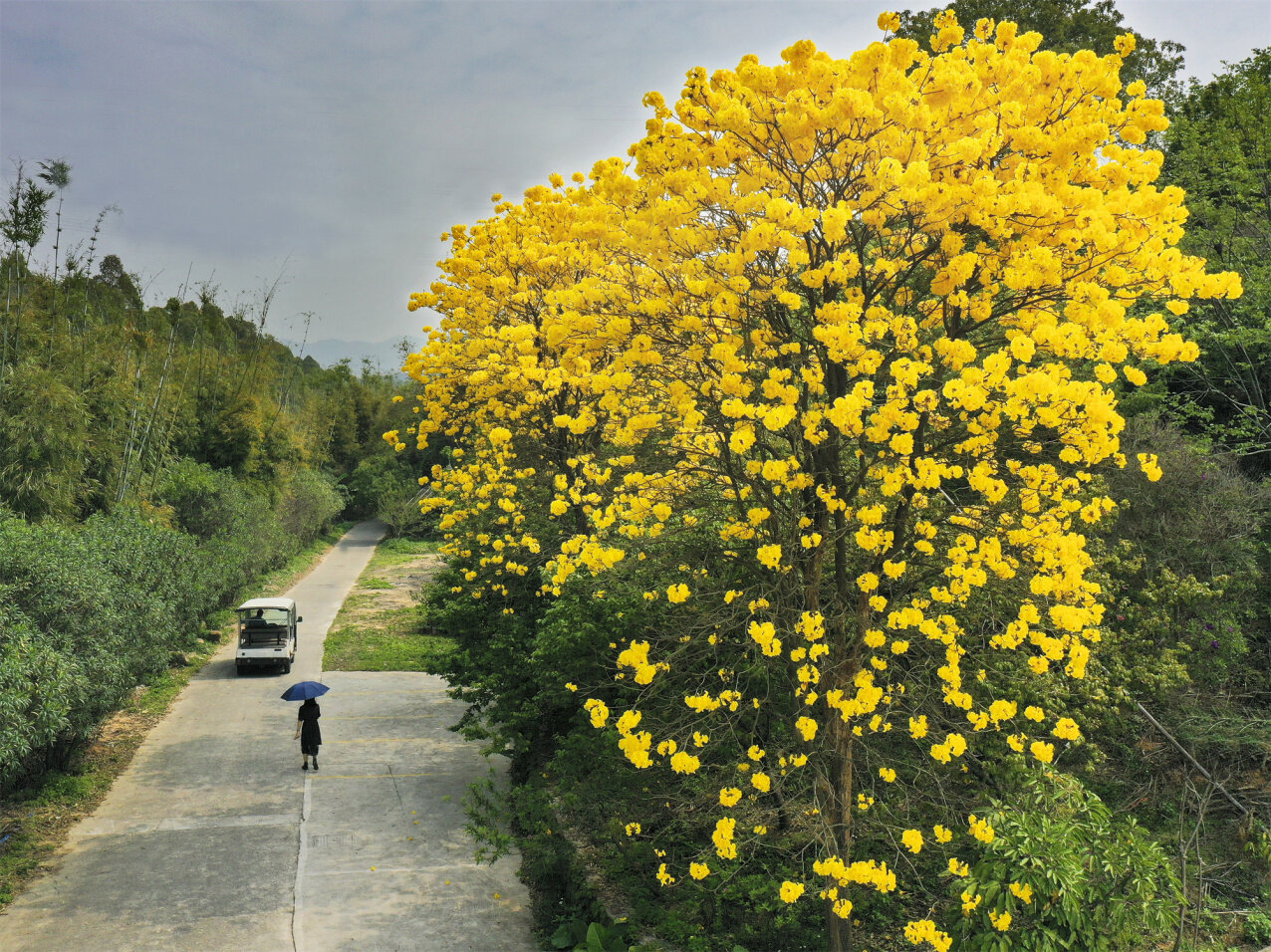 3月15日,佛岡縣湯塘鎮黃花湖106國道旁邊黃花風鈴燦爛開放.