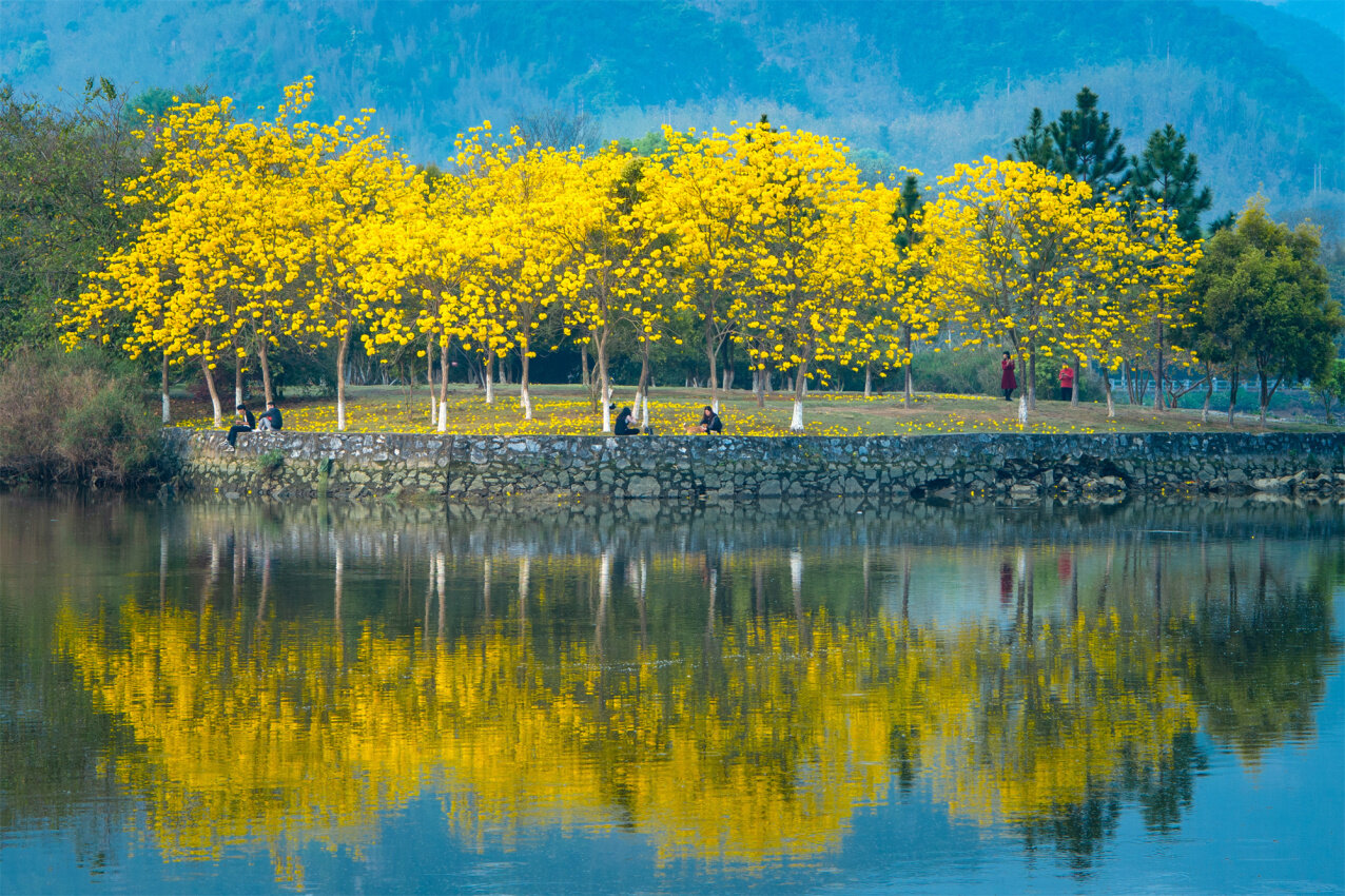 3月15日,英德市浈阳湖的风铃花开得正艳,市民在湖边花树下钓鱼休闲