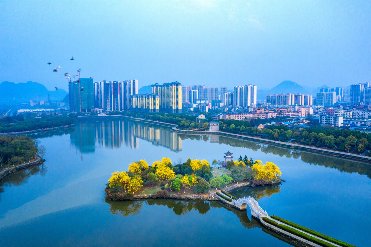 3月15日,英德市浈阳湖的风铃花开得正艳,一群小鸟从湖面飞过