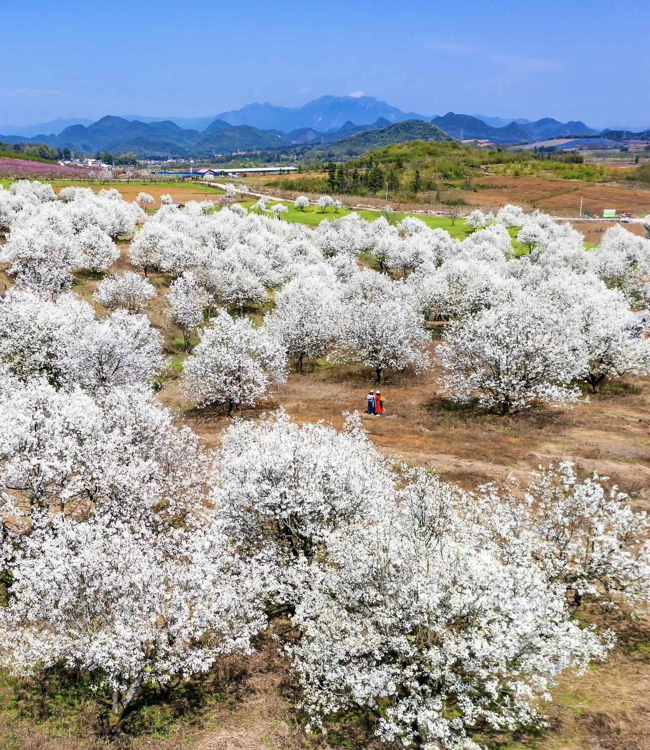 3月18日,连州市西江镇高山村连顺农场的梨花灿烂.